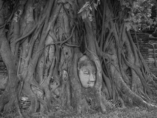 The head of the Buddha is buried in the banyan roots.