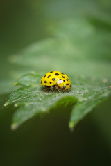 Coccinelle à 22 points (psyllobora vigintiduopunctata) sur une feuille