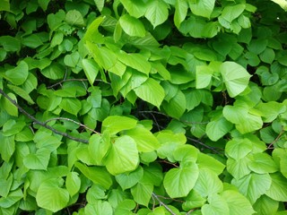 Spring Nature. Beautiful Landscape. Park with Green Grass and Trees.