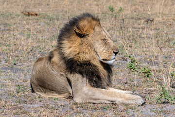 Lions resting in Okavango
