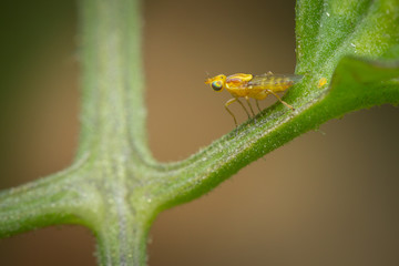 Petite mouche jaune sur une plante