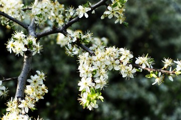 Spring border background with beautiful white flowering branches