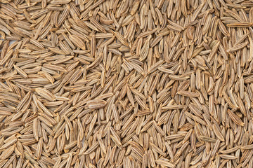 キャラウェイシード