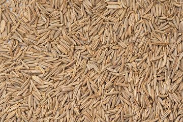 キャラウェイシード