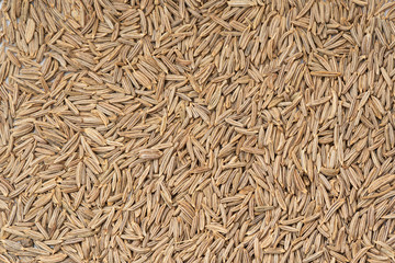 キャラウェイシード