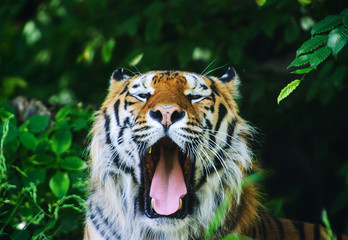 Beautiful tiger