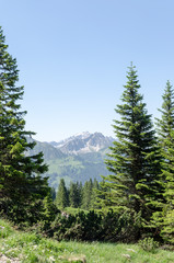 Gebirgslandschaft in Tirol mit Tannen im Vordergrund, Gipfel im Hintegrund
