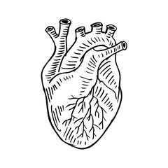 Human heart hand drawing illustration.