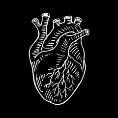 Human heart hand drawing illustration.