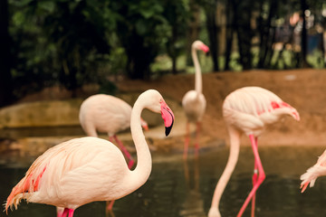 flamingo in zoo