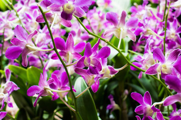 Fototapeta na wymiar Purple flowers in the backyard