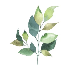  Watercolor greenery floral leaf plant forest herb spring flora isolated © madiwaso
