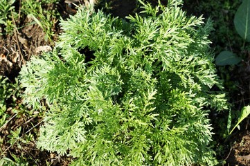 Stinging nettle leaves as background. Beautiful texture of nettle.