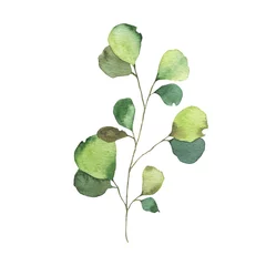 Gardinen Aquarellgrün Blumenblattpflanze Waldkraut Frühlingsflora isoliert © madiwaso