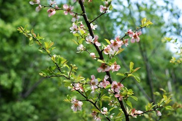 Spring border background with beautiful white flowering branches