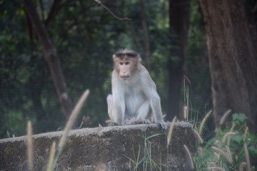 Monkey