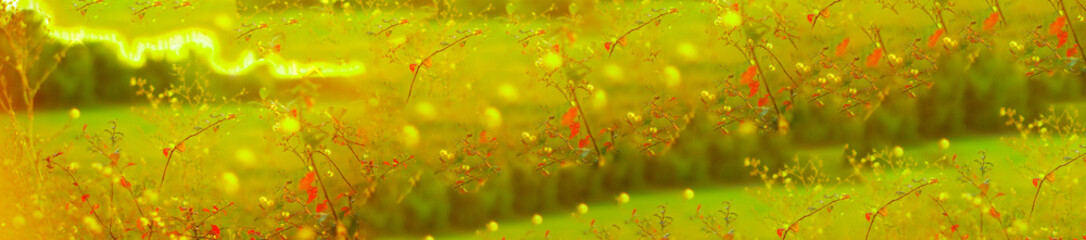  panorama of yellow flowers on a blurred background of a wheat field