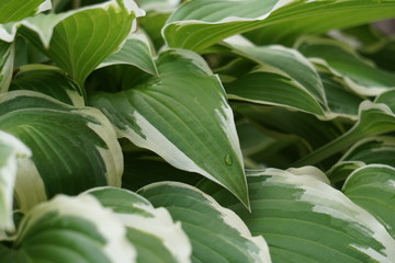 Obraz premium Grüne Blätter Pflanze