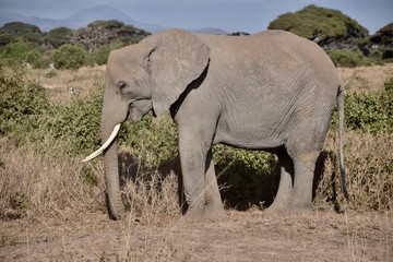 Elephant Eating in the Morning, Amboseli, Kenya