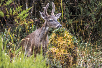 A deer