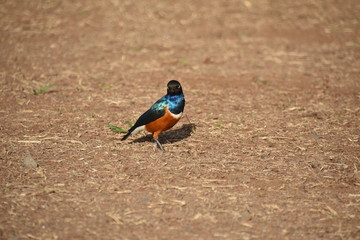 Superb Starling, Mid-Ground Focus, Amboseli, Kenya