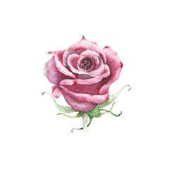 Watercolor maroon burgundy rose bud flower plant © madiwaso