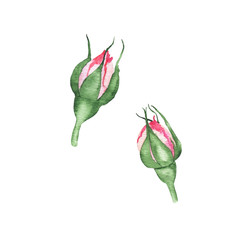 Watercolor pink rose bud flower plant herb spring flora isolated © madiwaso