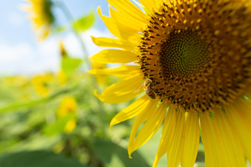 A close up sunflower with honey bee. Rural background and summer August.