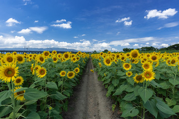 A small farm road surrounded full blooming sunflowers with blue sky and clouds in summer. Japan