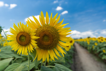 A pair of sunflowers is blooming. Two close up sunflowers and rural background. August Japan.