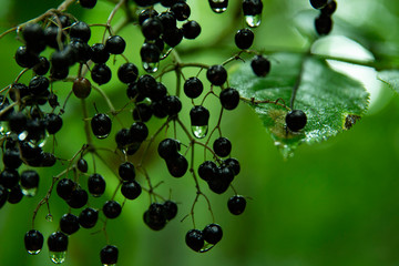 branch of black berries