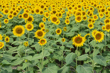 Sunflower field and a lot of sunflowers. Yellow and green background. August in Japan.