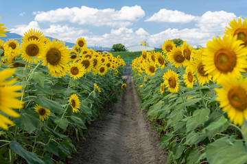 A small farm road surrounded full blooming sunflowers with blue sky and clouds in summer. Japan - Powered by Adobe