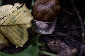 snail on leaf
