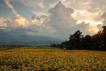 【山梨県】明野のひまわり畑