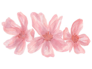 Watercolor blossom sakura, pink cherry flowers on white background.