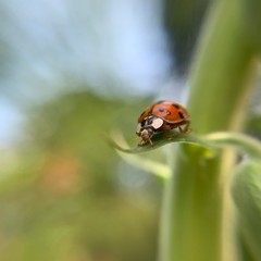 Lady Bug on a Blade of Grass