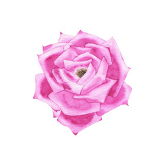 Watercolor purple rose bud flower plant herb spring flora isolated