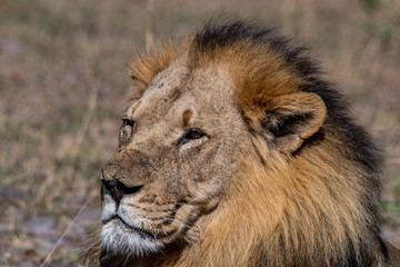 male lion face
