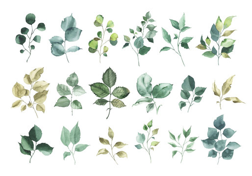Collection of watercolor greenery floral rose leaf plant