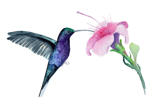 watercolor drawing of a hummingbird bird with a flower