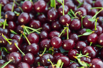 lots of red ripe cherry berries close-up with leaves branches, fresh berries