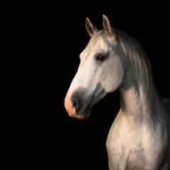 Portrait of a Lippizan breed stallion on a black background with copy space.