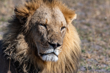 male lion face
