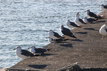 江ノ島ヨットハーバーの岸壁で群がるカモメ、日本
