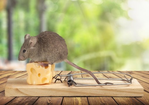 Grey Mouse And Mouse Trap With Cheese