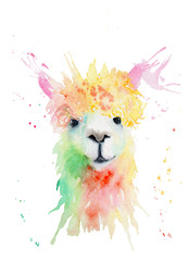 watercolor drawing of an animal - alpaca, drops, splashes © Toshka