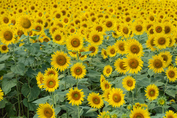 A lot of full blooming sunflowers. Sunflowers are blooming densely in the field. Summer August in Japan.