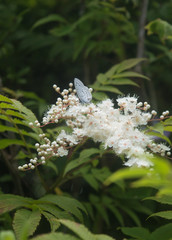 Light blue butterfly on white bunch flower