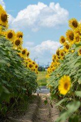 A small farm road surrounded full blooming sunflowers with blue sky and clouds in summer. Japan